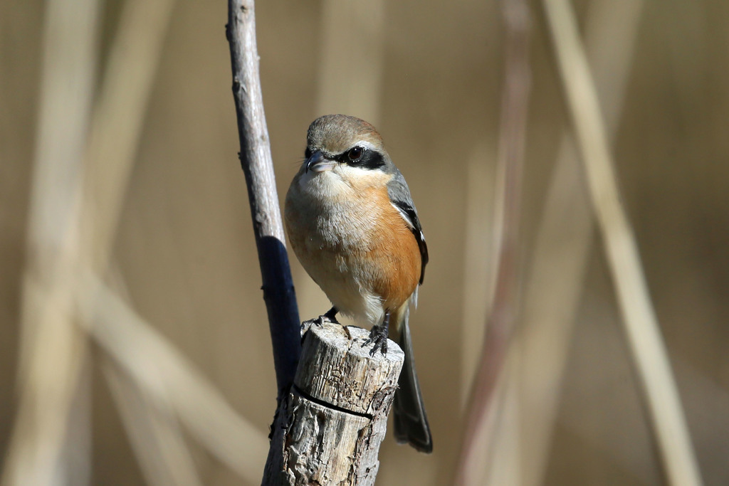 モズの図鑑写真