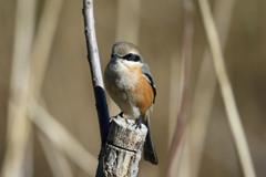 モズの図鑑写真