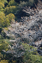 ヤマザクラ満開