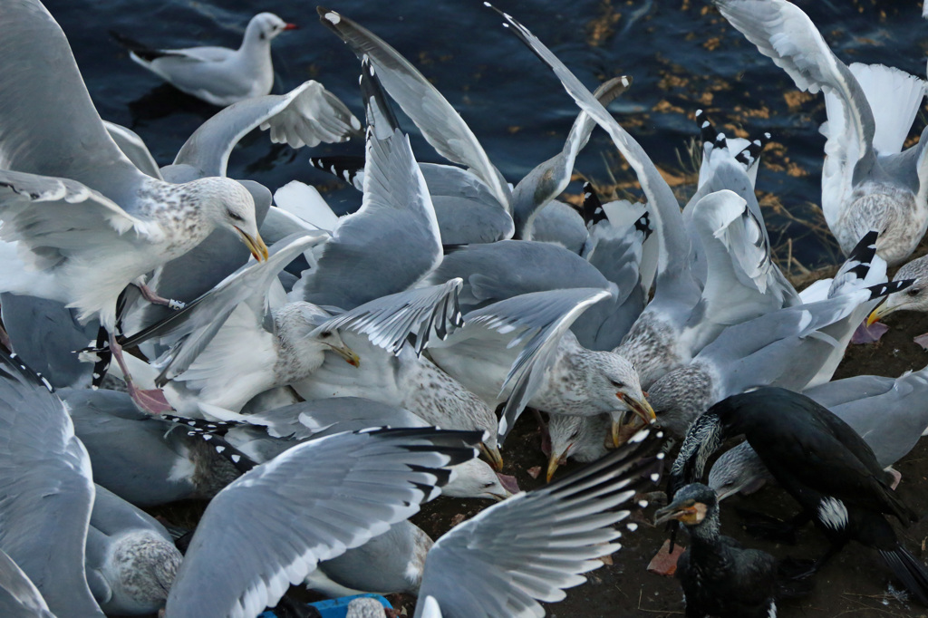いつもより凄いです