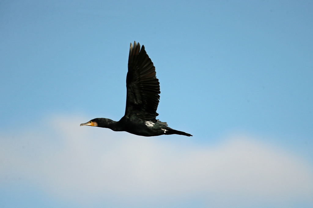 カワウ定番写真