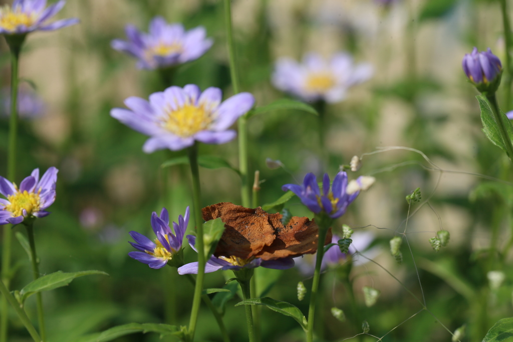 やらせの葉っぱ