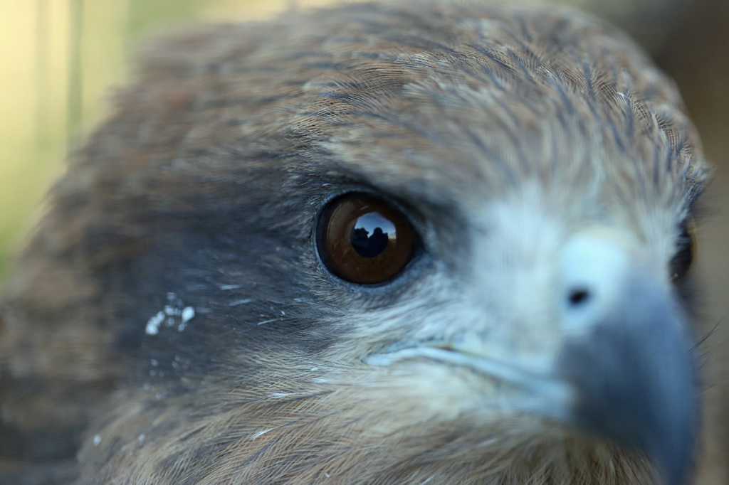 瞳のなかにふくろうさん