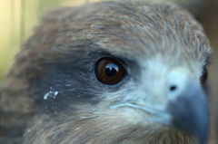 瞳のなかにふくろうさん