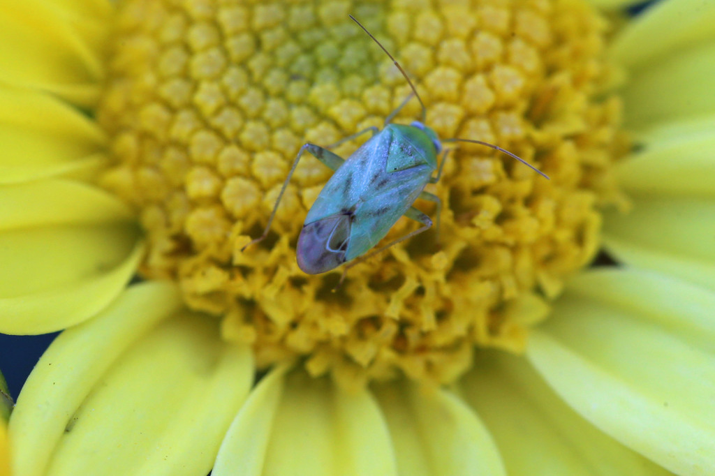 これ以上大きく映りません
