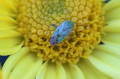 これ以上大きく映りません