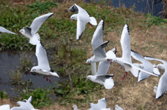 ユリカカモメさん争奪戦