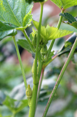 大きくなってね