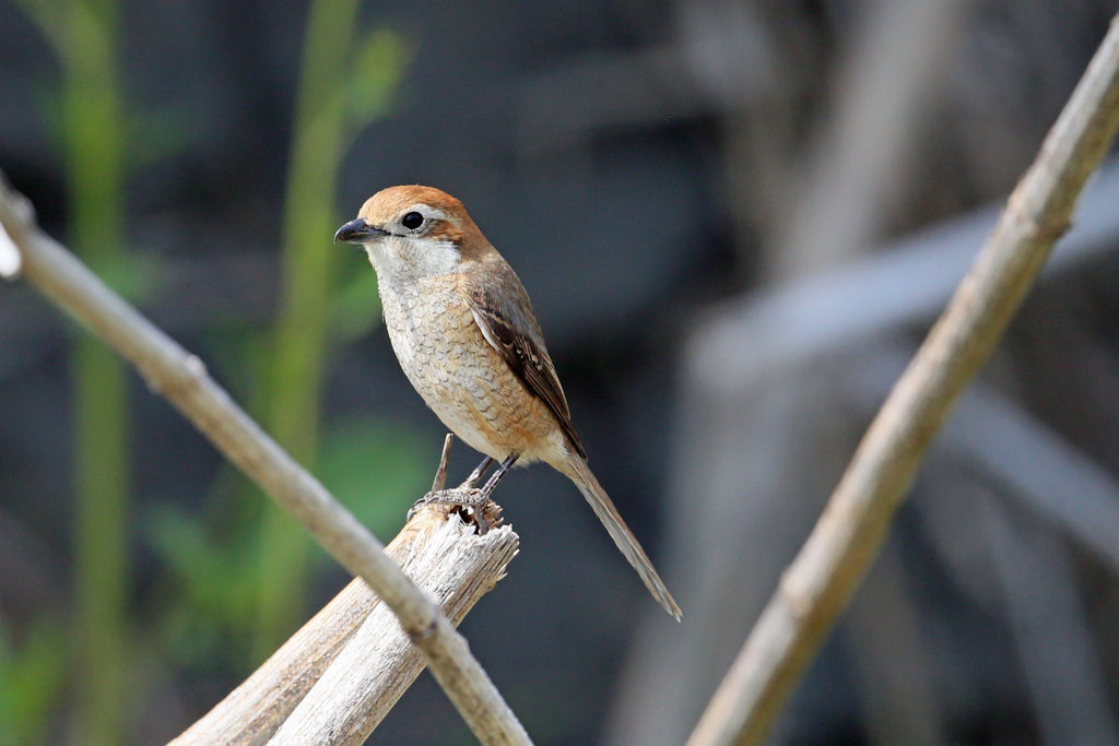 シマアカモズ-1