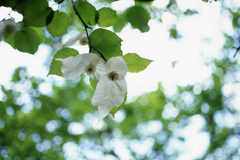 ハンカチの木です