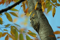 コゲラ定番写真