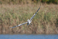 アオサギの飛び方-2