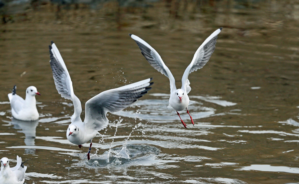 正面シリーズ-6