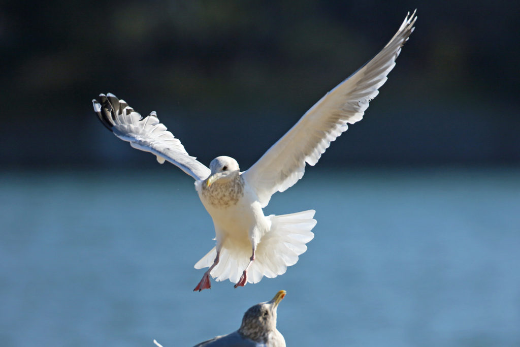 セグロカモメ着地姿勢