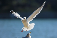 セグロカモメ着地姿勢