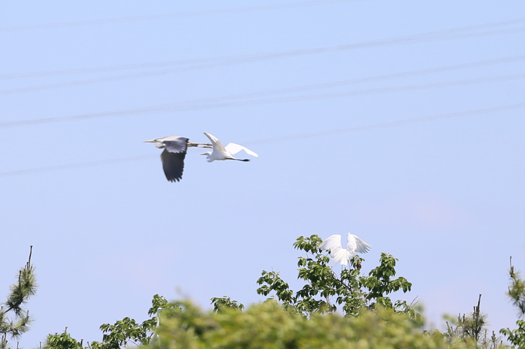 アオサギ逃げる