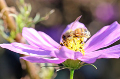 レイバンしてるから大丈夫