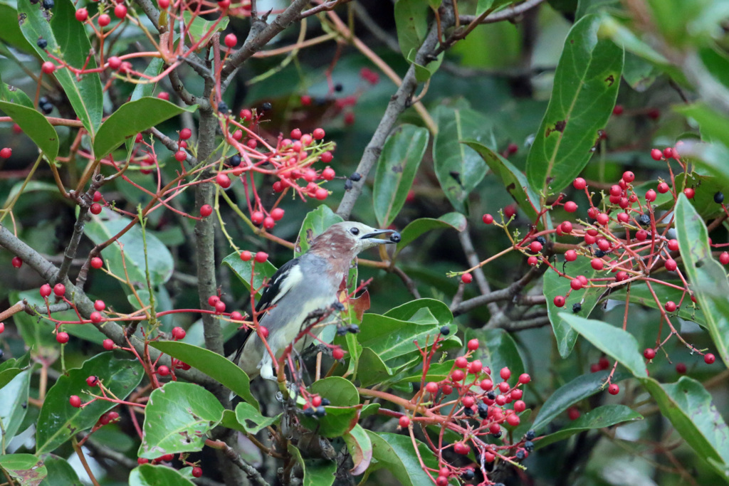 お食事シリーズ-3