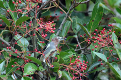 お食事シリーズ-3