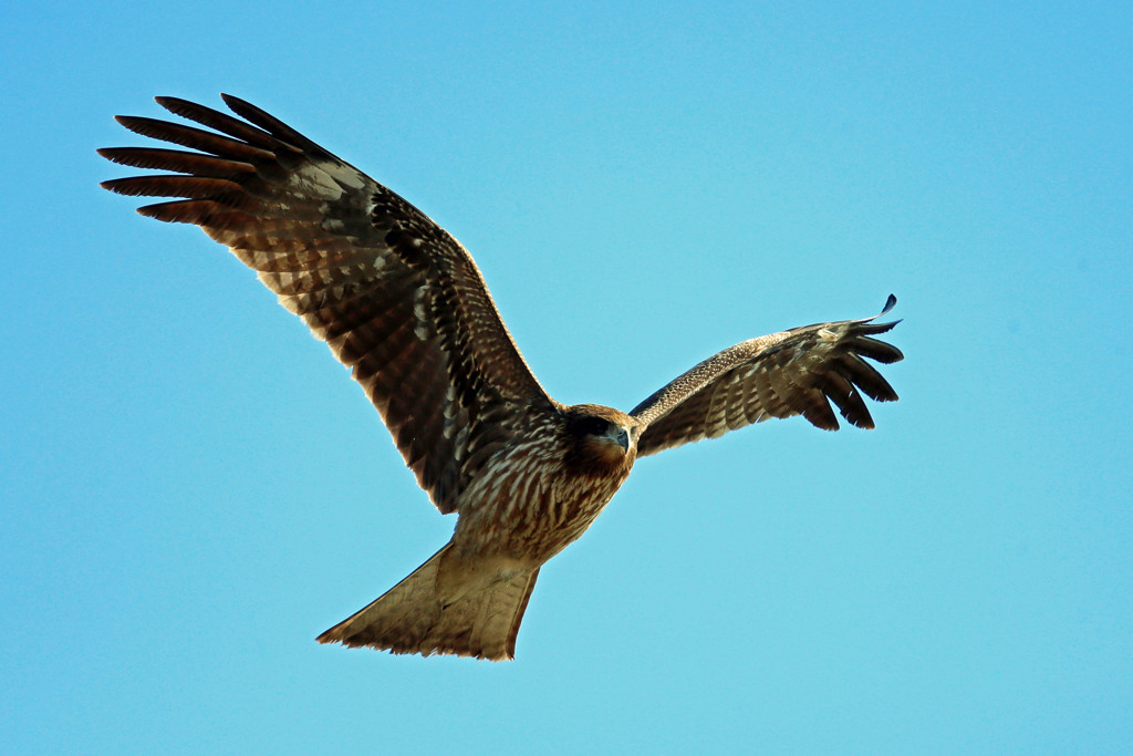 トビさんアップで