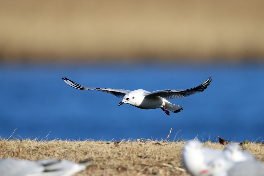 ズグロカモメセーフ