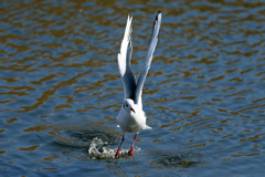 日差しを浴びて壱
