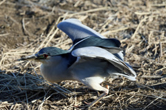 たまにはジャンプ