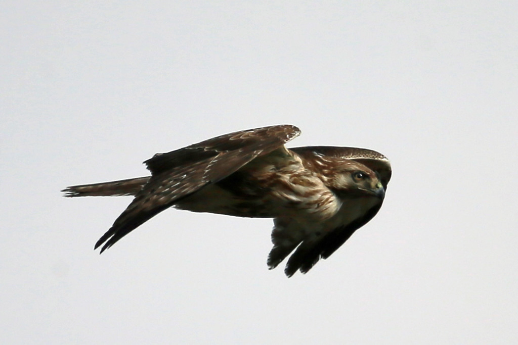 食べ過ぎでしょその2