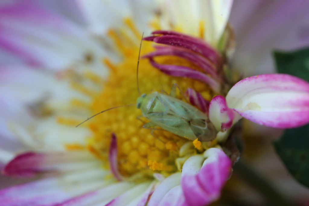 すけすけ虫さん