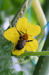 頭隠して尻隠さず