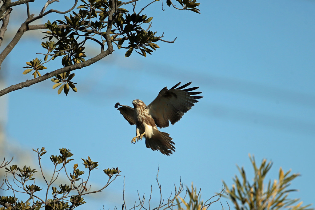 ノスリ翼でブレーキ