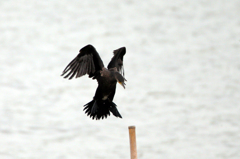 ホバリングかな?