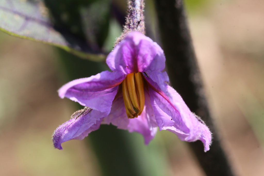 もうすぐ実になるよ