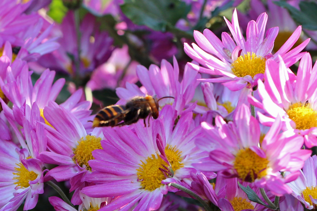 危険スズメ蜂発見-1
