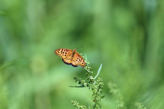 飛んでるようで飛んでない