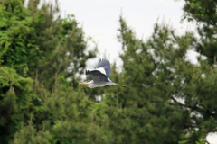 アオサギの飛び方-2