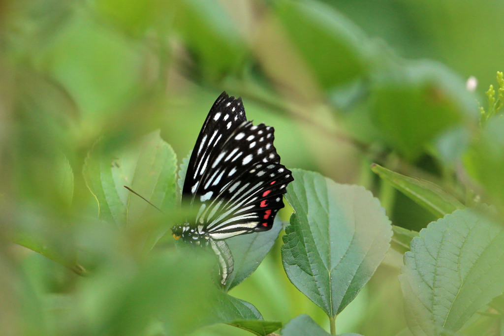 葉っぱの前ボケ