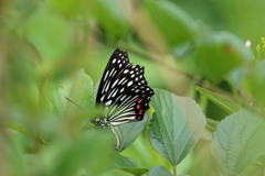 葉っぱの前ボケ