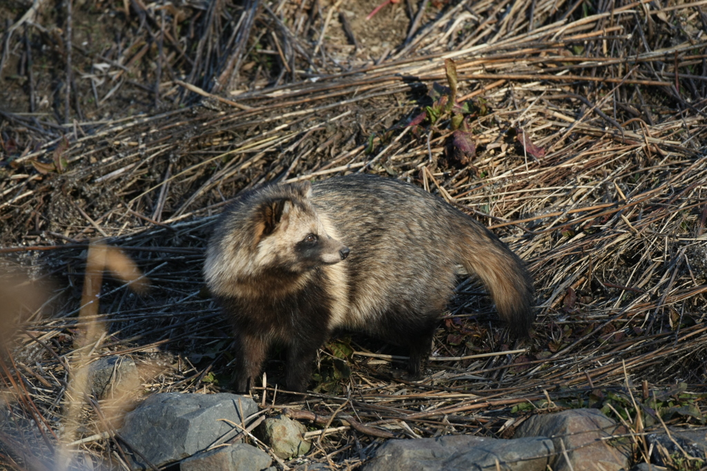タヌキ発見