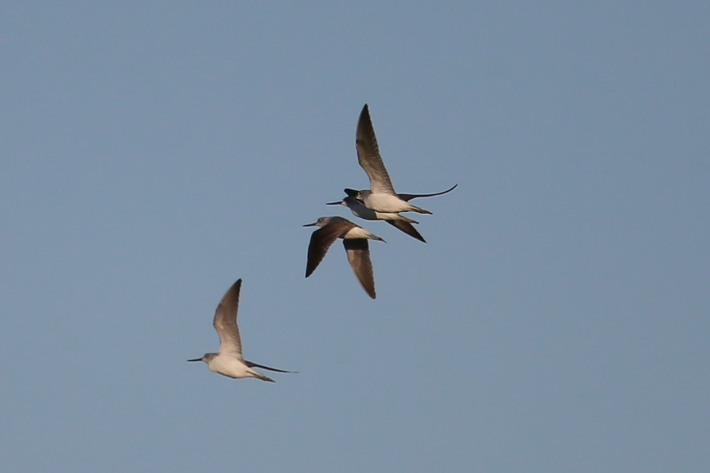 アオアシシギの家族かな