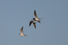 アオアシシギの家族かな