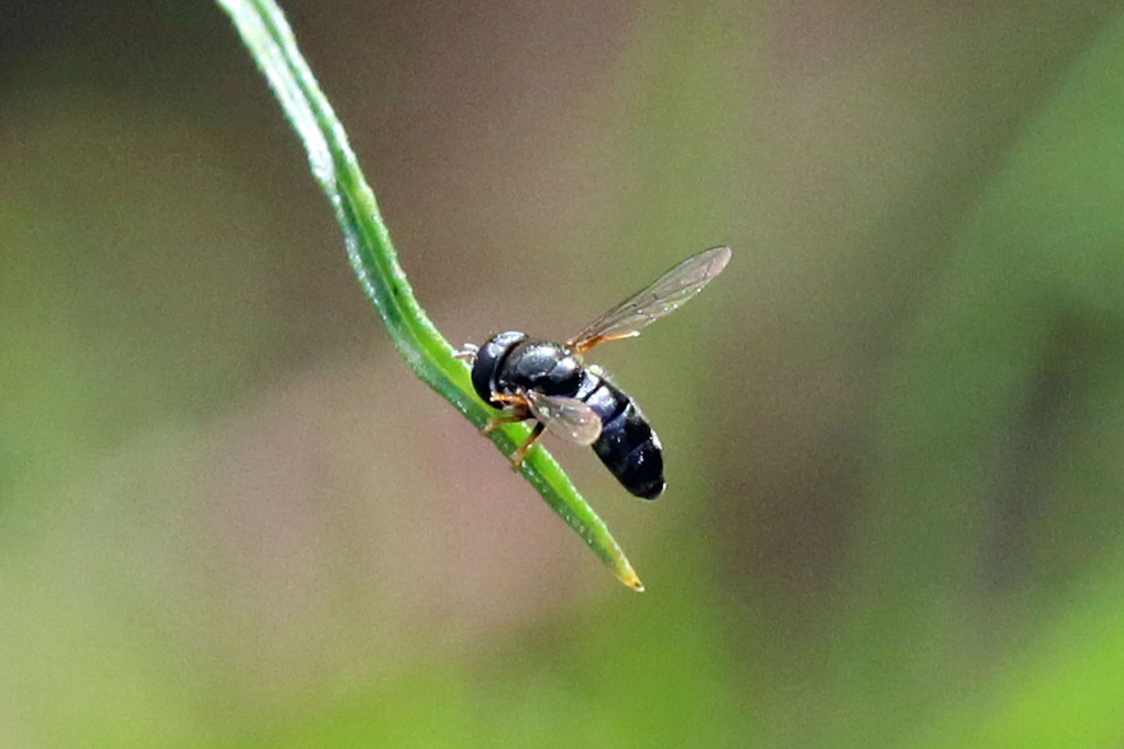 ちっちゃい方がきれいだよ