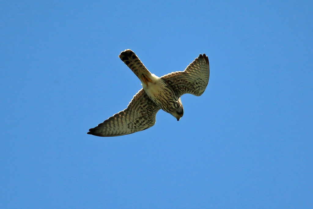 久しぶりのチョウゲンボウ