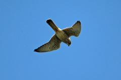 久しぶりのチョウゲンボウ