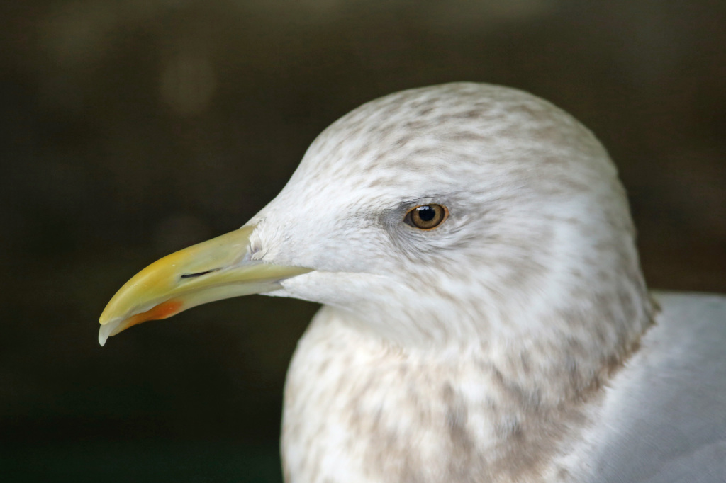 いつもご機嫌ななめ