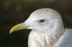 いつもご機嫌ななめ