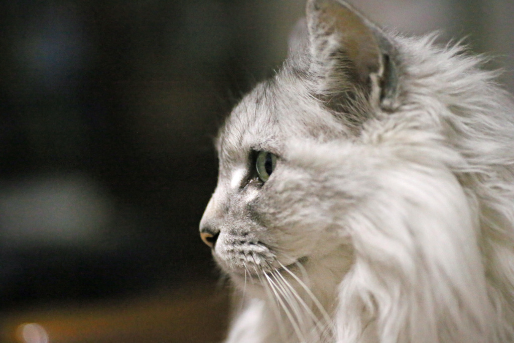 タムキュウジャンク-1