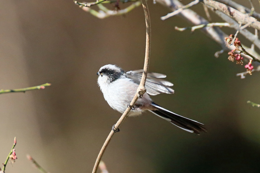 エナガ飛び出し