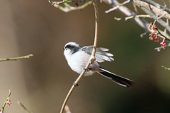 エナガ飛び出し