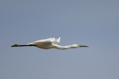 コサギのとびかたその1